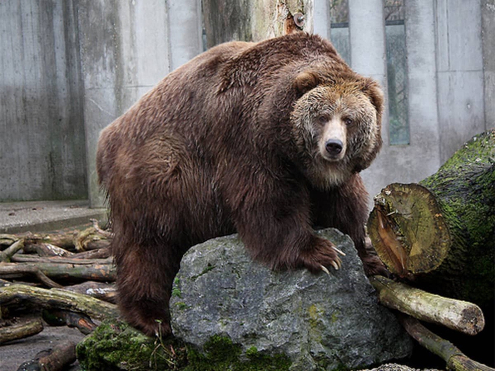 Tại sao lại có những con gấu xám nặng tới gần 1 tấn? - Ảnh 3.