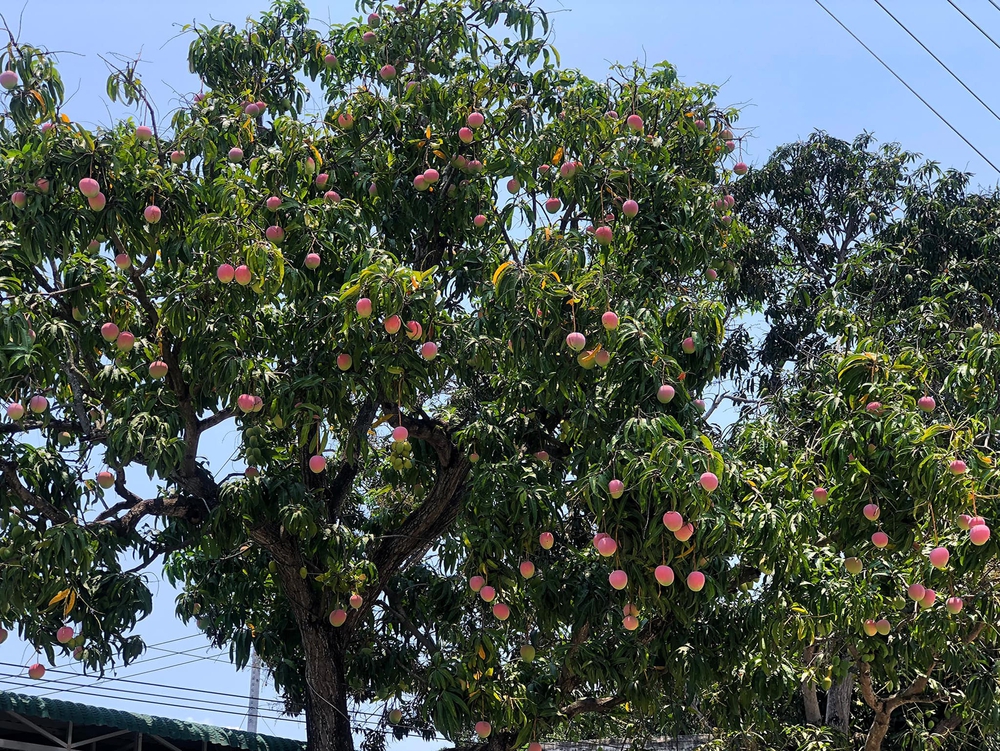 Truy tìm cây xoài được ca ngợi đẹp nhất Việt Nam, quả hồng đỏ như đào tiên, ai đi qua cũng dặn lòng không nỡ hái - Ảnh 2.