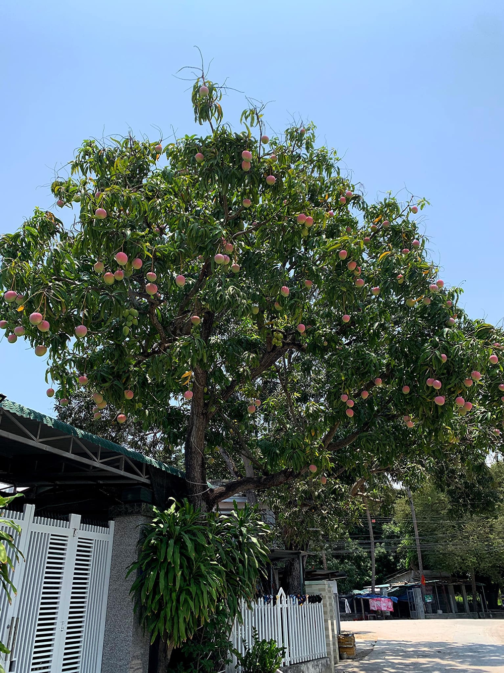 Truy tìm cây xoài được ca ngợi đẹp nhất Việt Nam, quả hồng đỏ như đào tiên, ai đi qua cũng dặn lòng không nỡ hái - Ảnh 1.