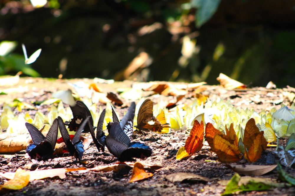 Ngắm bướm bay tuyệt đẹp rợp vườn quốc gia Cúc Phương - Ảnh 12.