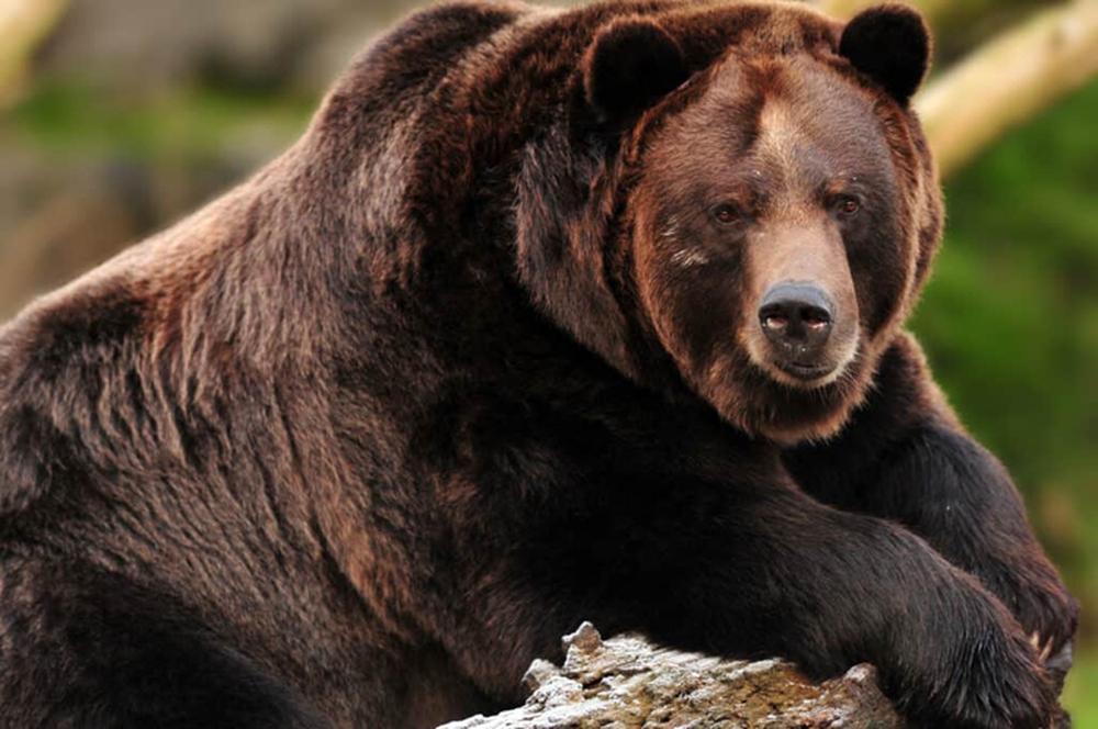 Tại sao lại có những con gấu xám nặng tới gần 1 tấn? - Ảnh 1.