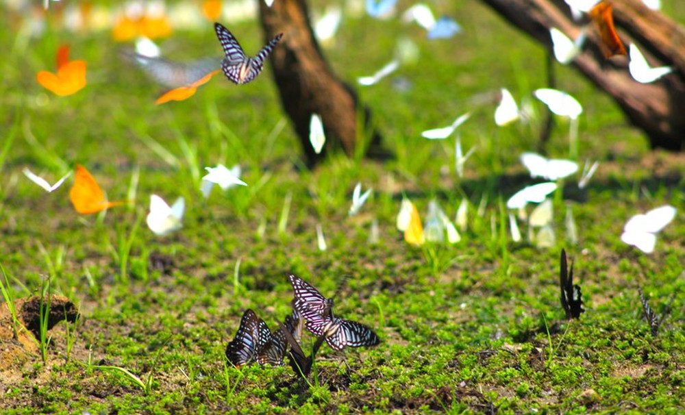 Ngắm bướm bay tuyệt đẹp rợp vườn quốc gia Cúc Phương - Ảnh 11.