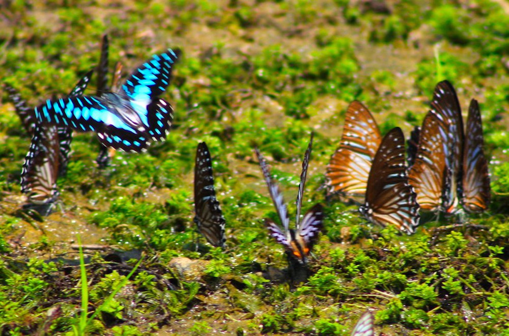 Ngắm bướm bay tuyệt đẹp rợp vườn quốc gia Cúc Phương - Ảnh 10.