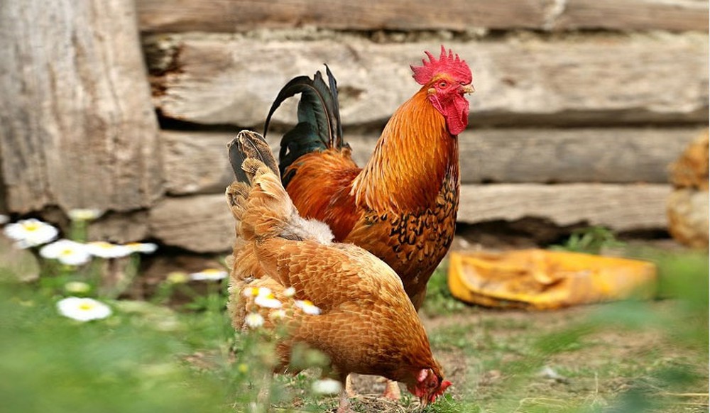 Một bộ phận của con gà được ví bằng siêu thực phẩm - Ảnh 1.