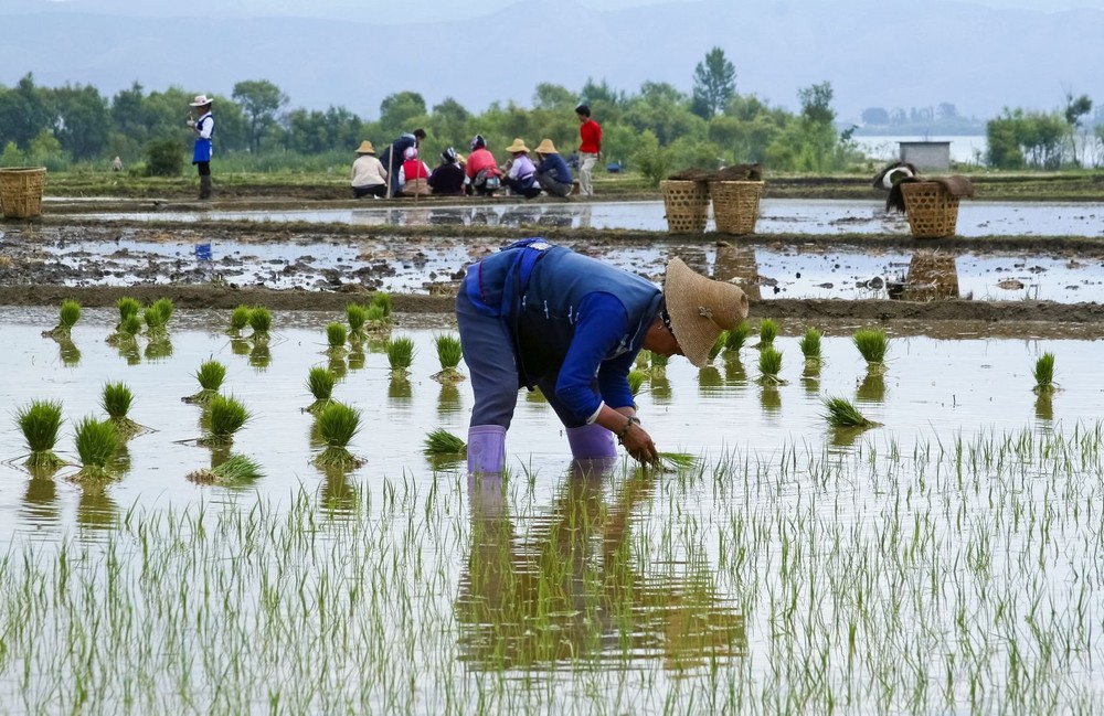 Thất nghiệp quá nhiều, Trung Quốc gửi 300.000 lao động trẻ về quê... chăn bò - Ảnh 2.