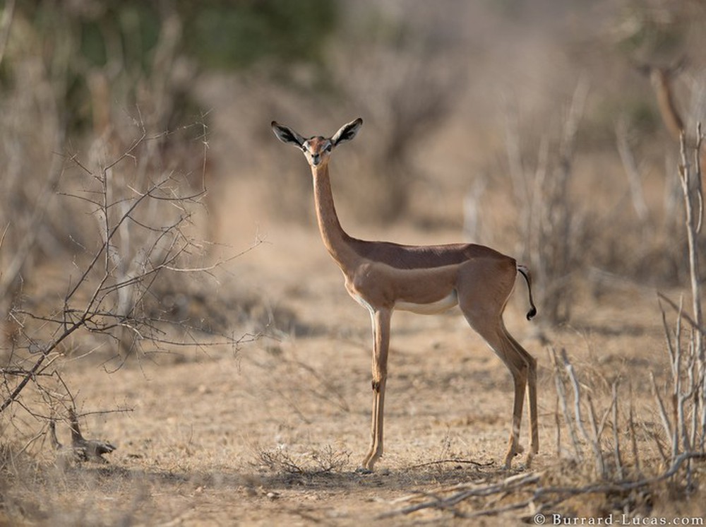 Tại sao linh dương Gerenuk có thể sống mà cả đời không cần uồng nước? - Ảnh 5.