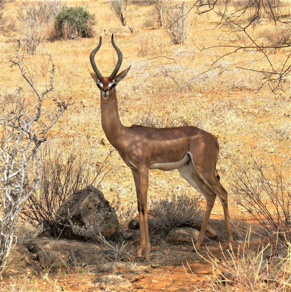 Tại sao linh dương Gerenuk có thể sống mà cả đời không cần uồng nước? - Ảnh 1.