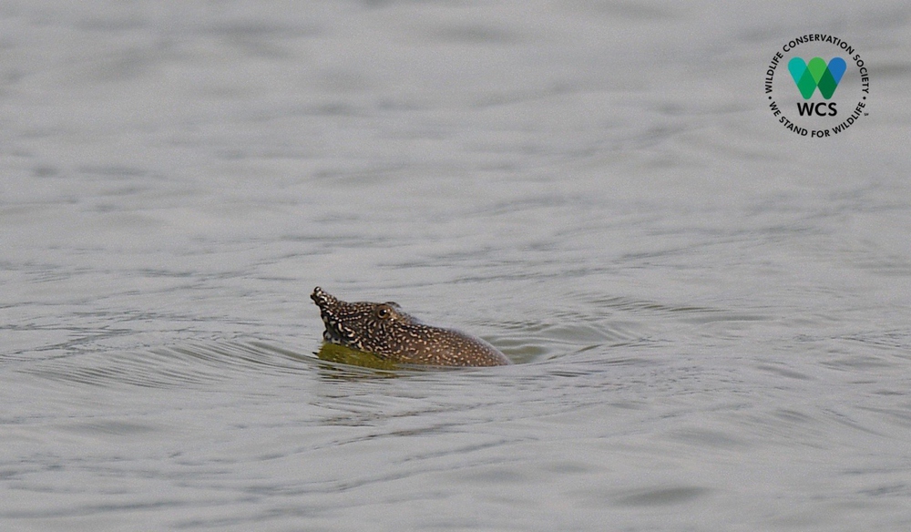 Hai cá thể rùa mai mềm cỡ lớn liên tục xuất hiện trên mặt hồ Đồng Mô - Ảnh 2.