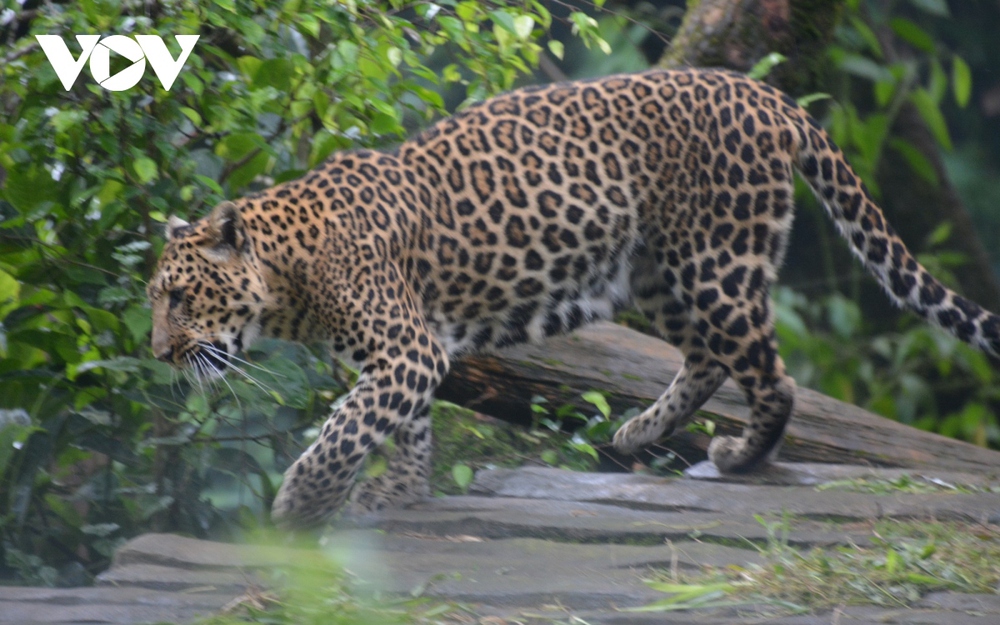 Đi giữa thú hoang tại Khu bảo tồn thiên nhiên lớn nhất Indonesia - Ảnh 3.