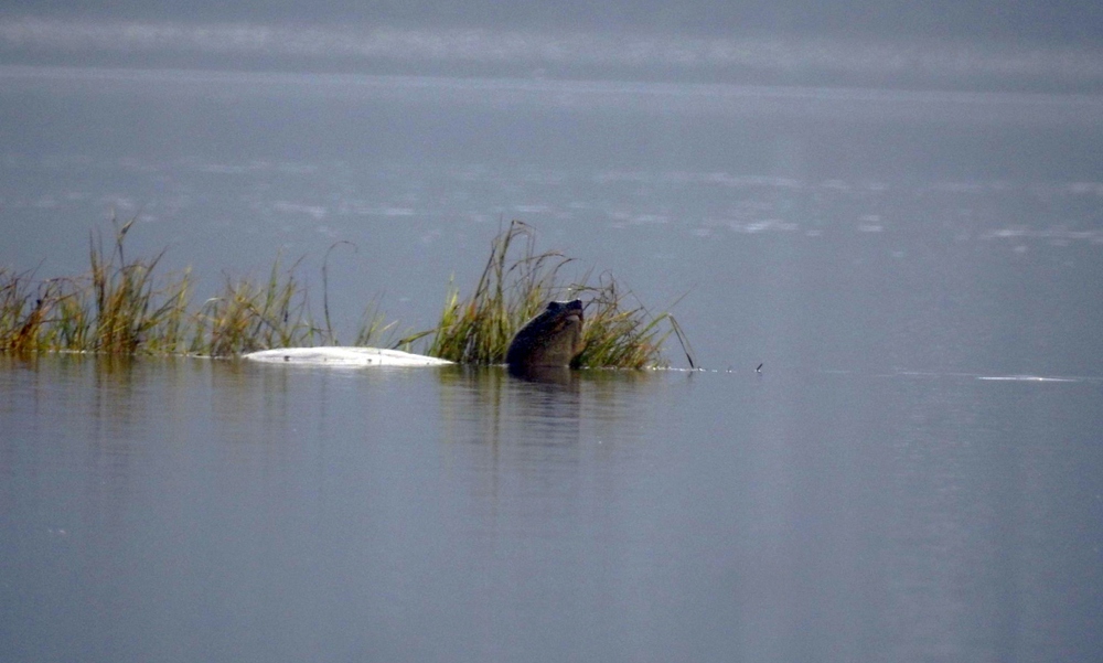 Hai cá thể rùa mai mềm cỡ lớn liên tục xuất hiện trên mặt hồ Đồng Mô - Ảnh 1.