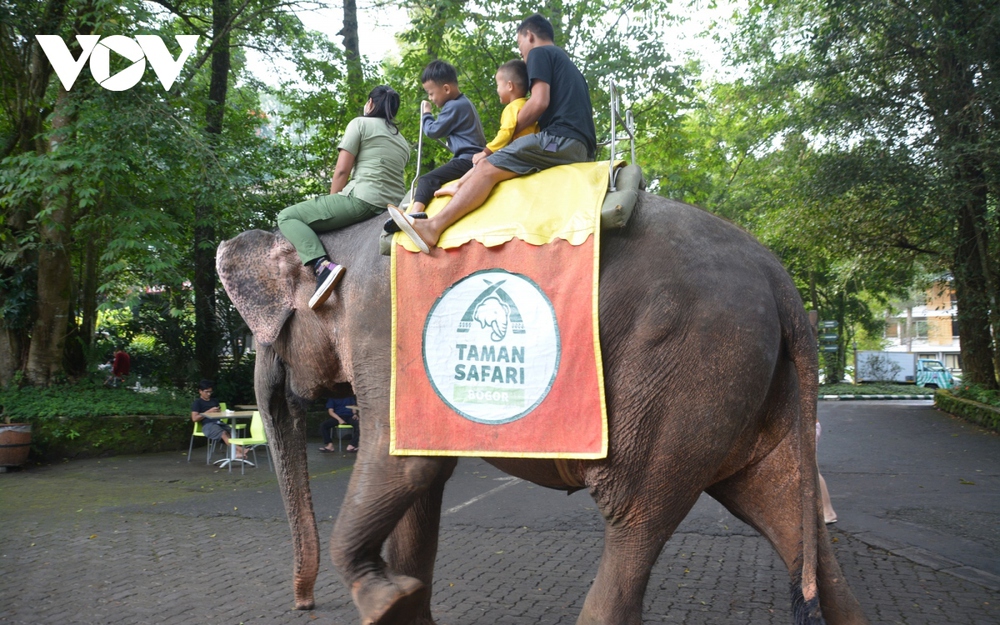 Đi giữa thú hoang tại Khu bảo tồn thiên nhiên lớn nhất Indonesia - Ảnh 13.