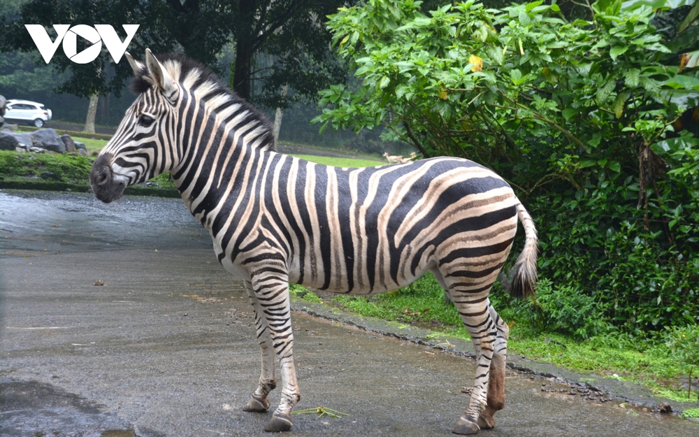 Đi giữa thú hoang tại Khu bảo tồn thiên nhiên lớn nhất Indonesia - Ảnh 9.