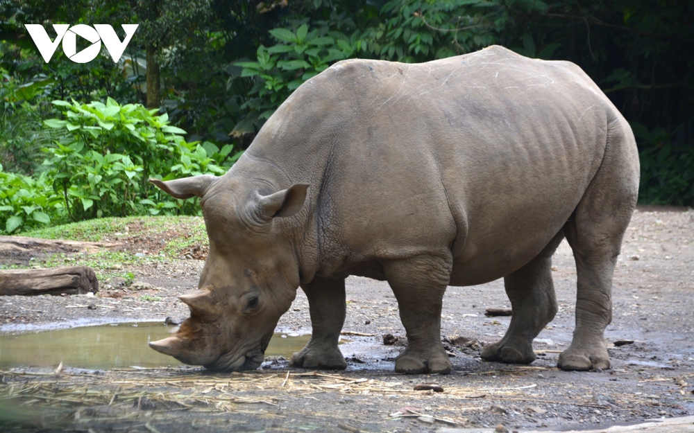 Đi giữa thú hoang tại Khu bảo tồn thiên nhiên lớn nhất Indonesia - Ảnh 8.