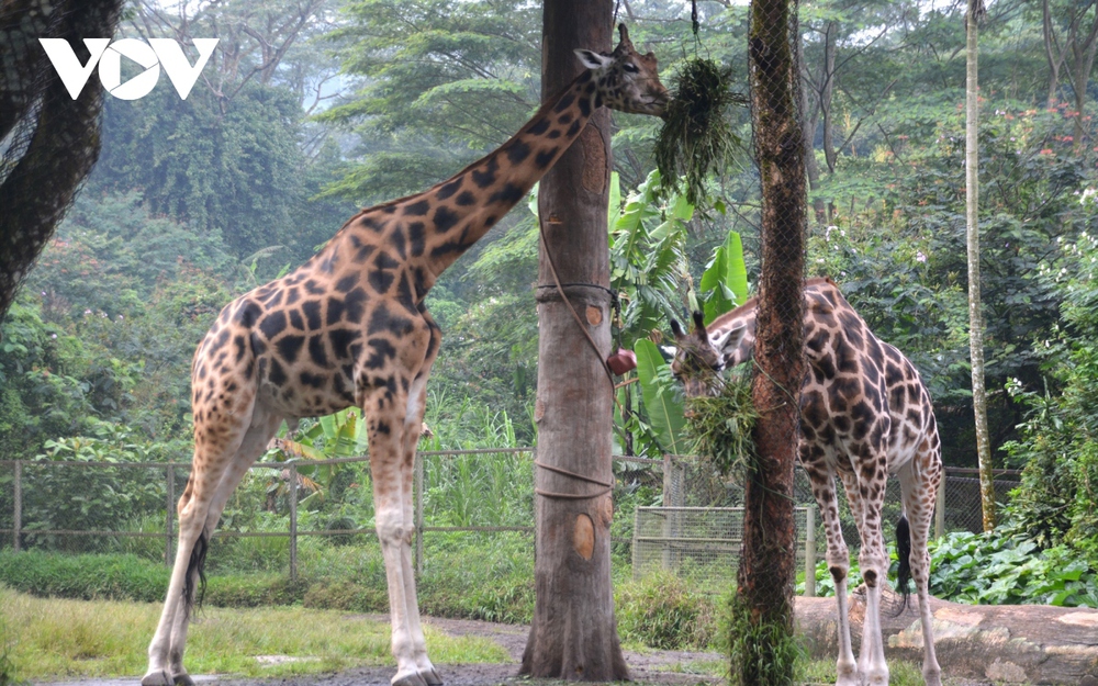 Đi giữa thú hoang tại Khu bảo tồn thiên nhiên lớn nhất Indonesia - Ảnh 6.