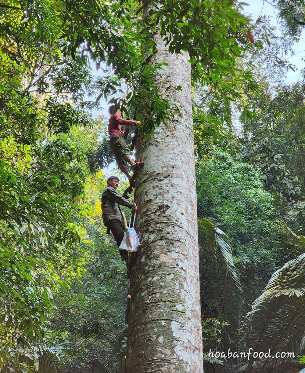 Cũng bán mật ong, nhóm người này chọn cách băng rừng, vượt thác lên thượng nguồn sông Đà để lấy được vài lít mật ong quý giá - Ảnh 5.