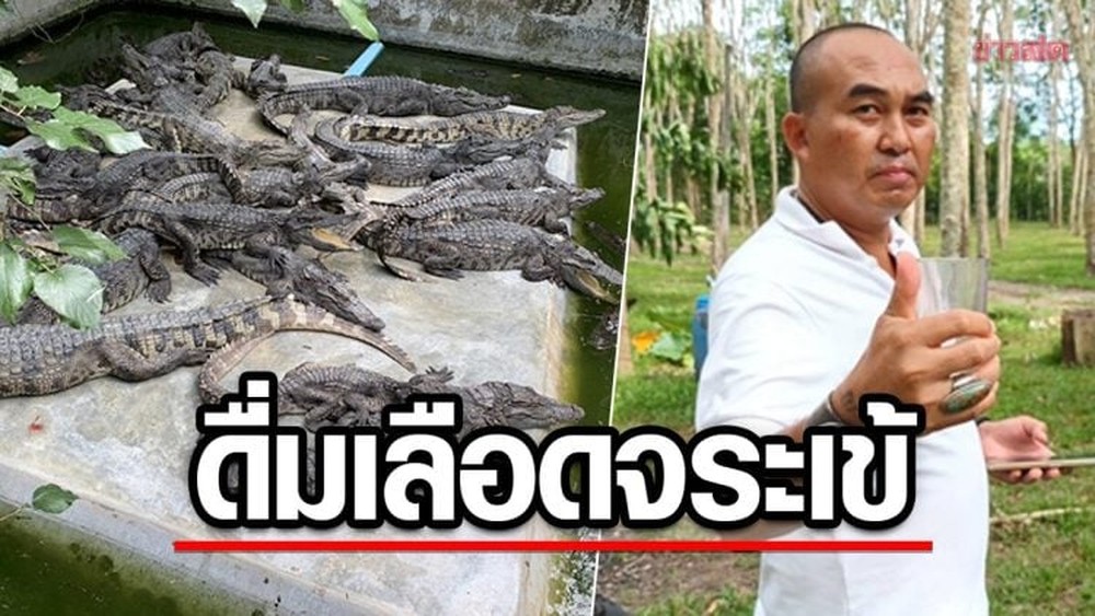 Doanh nhân Thái Lan gây tranh cãi khi uống huyết cá sấu để có sức khoẻ cường tráng - Ảnh 1.