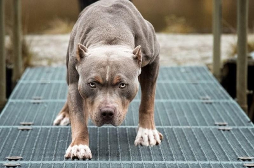 Nếu bị chó PitBull- sát thủ máu lạnh nguy hiểm nhất thế giới tấn công thì tự vệ thế nào? - Ảnh 4.