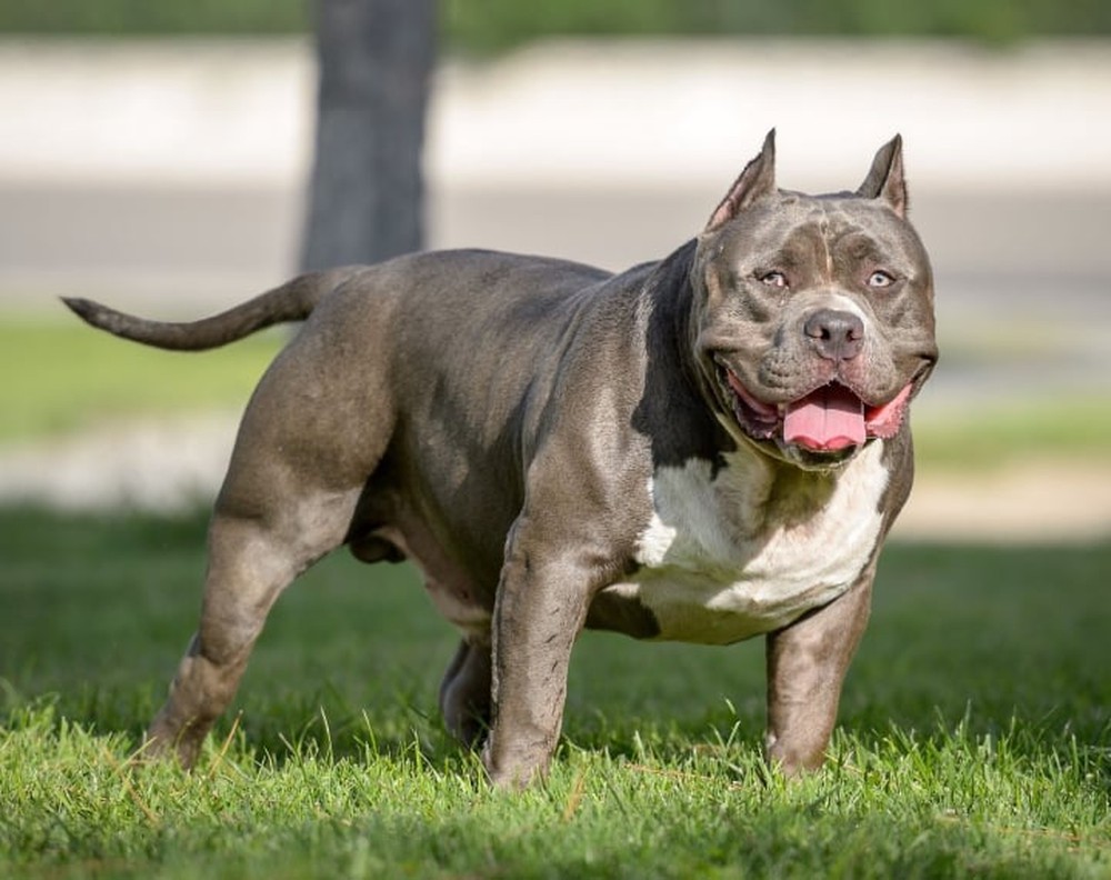 Vì sao vết cắn của chó Pitbull đáng sợ hơn những giống chó khác?