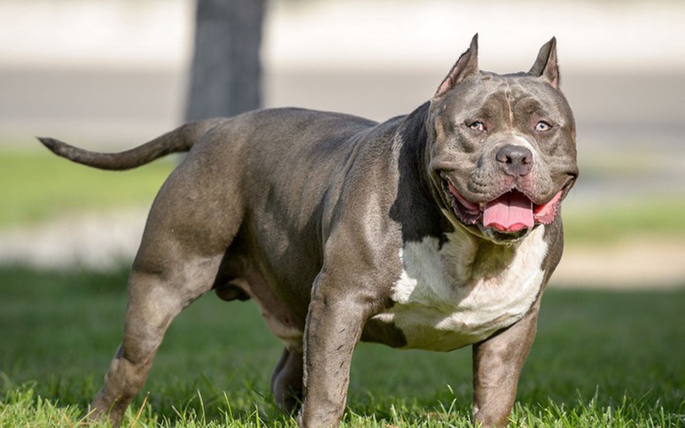 Nếu bị chó PitBull- sát thủ máu lạnh nguy hiểm nhất thế giới tấn công thì tự vệ thế nào? - Ảnh 3.