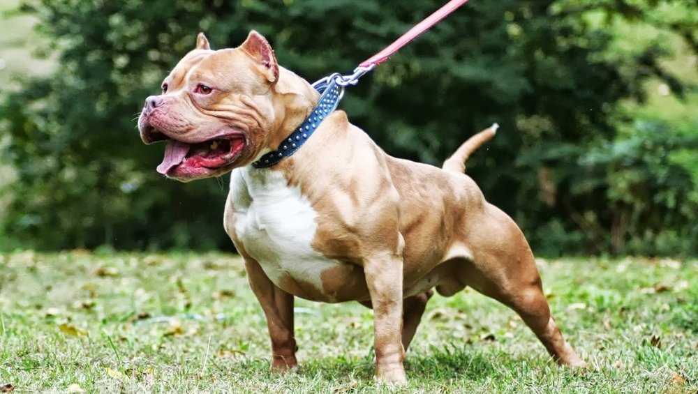 Nếu bị chó PitBull- sát thủ máu lạnh nguy hiểm nhất thế giới tấn công thì tự vệ thế nào? - Ảnh 1.