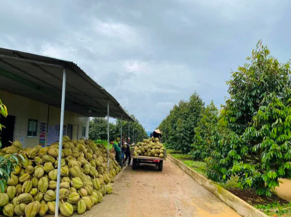 Giá sầu riêng rớt từ 200.000 đồng về 50.000 đồng/kg, bầu Đức tự tin: Trung Quốc không thể trồng sầu riêng vì lạnh, chưa kể đã đi sau HAGL 5 năm - Ảnh 1.