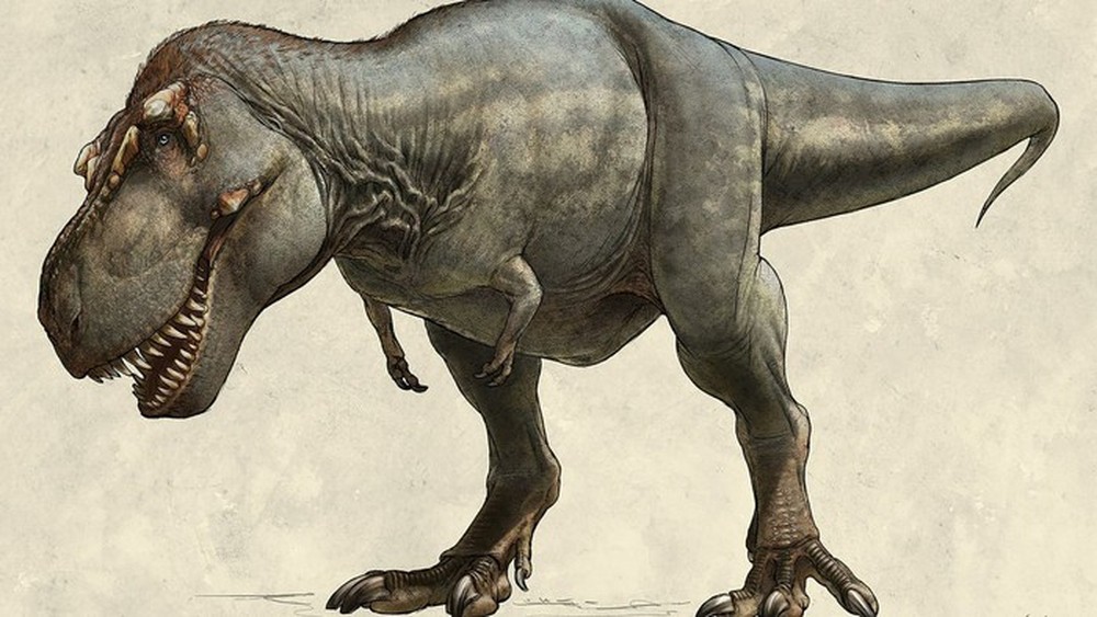 Hai chân trước có kích thước tí hon của khủng long Tyrannosaurus rex có tác dụng gì? - Ảnh 11.