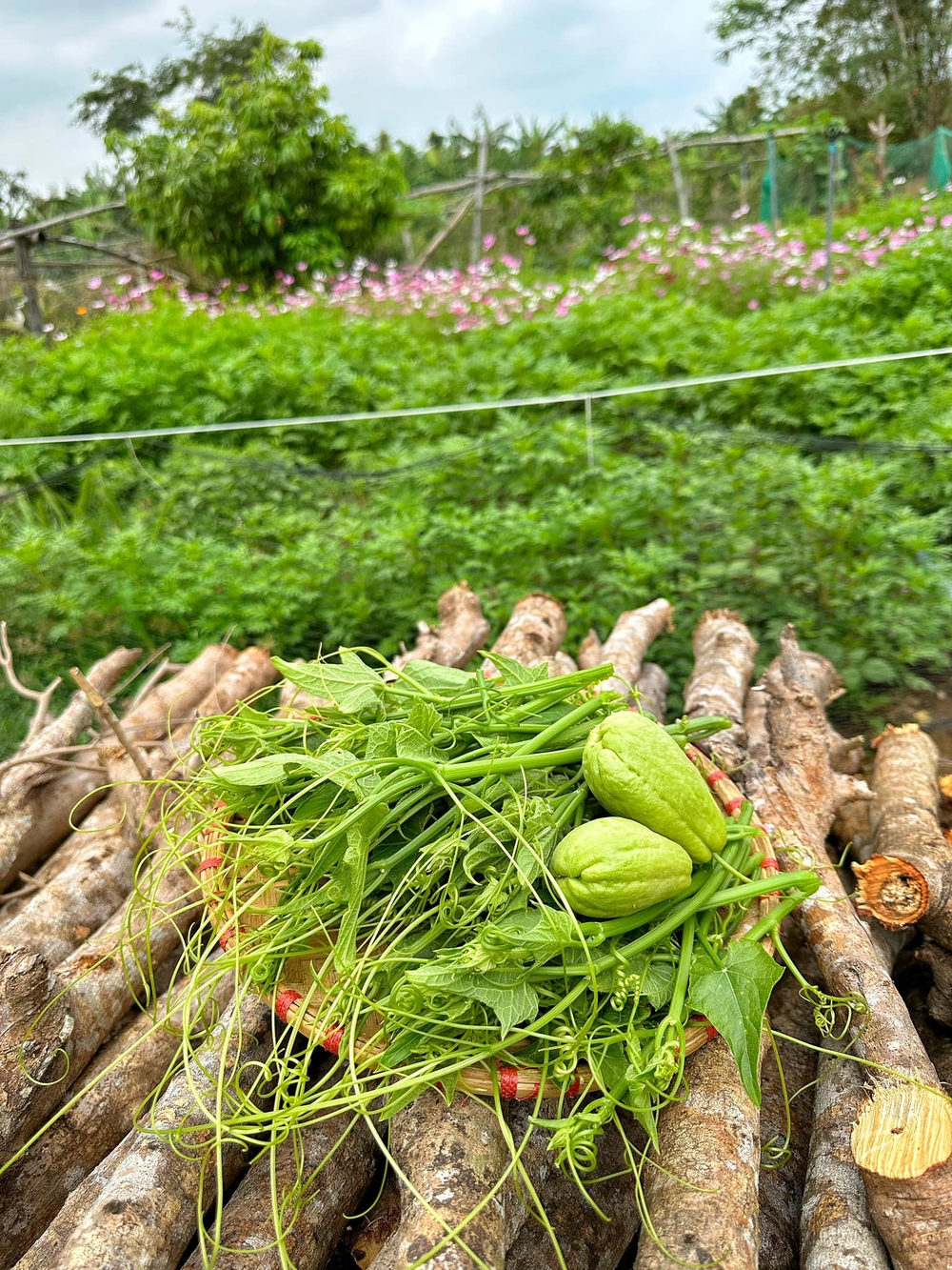 Chán nhà mặt phố, cặp vợ chồng dọn về nơi hoang vắng xây nhà vườn - Ảnh 6.