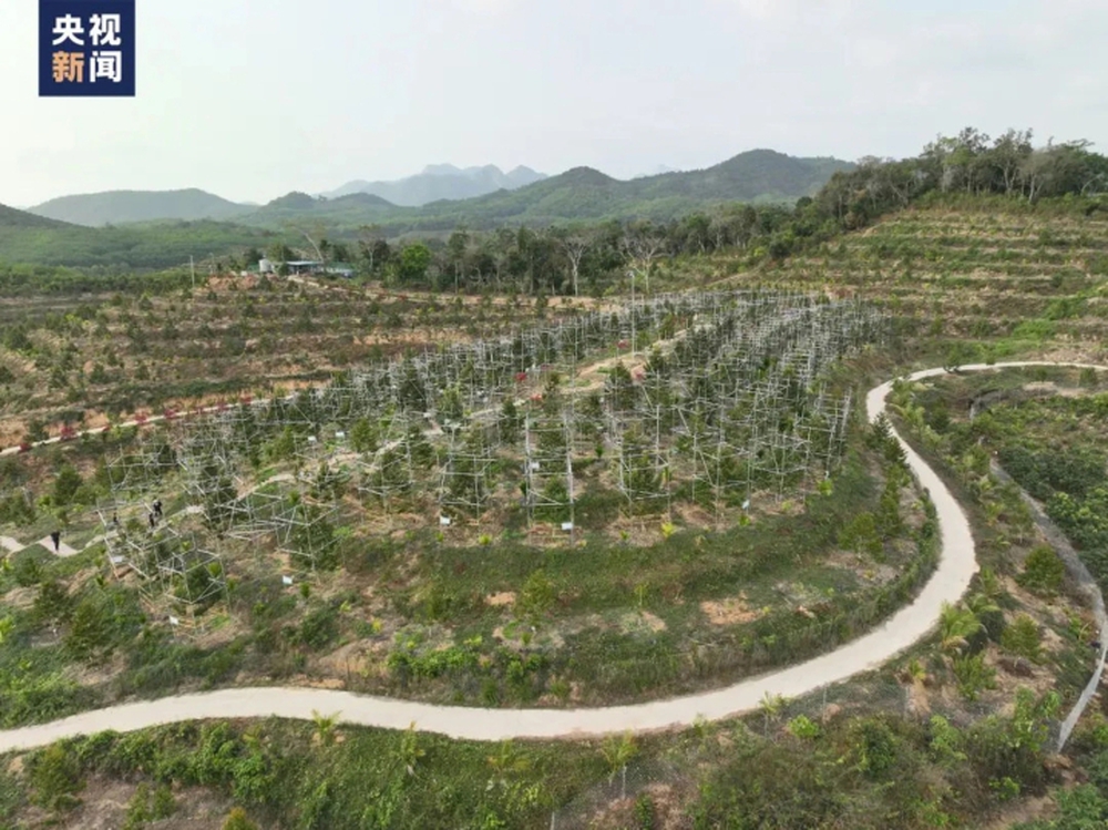 Trung Quốc trồng sầu riêng, đe dọa sự tồn tại nhà vườn ở Việt Nam và Đông Nam Á? - Ảnh 3.