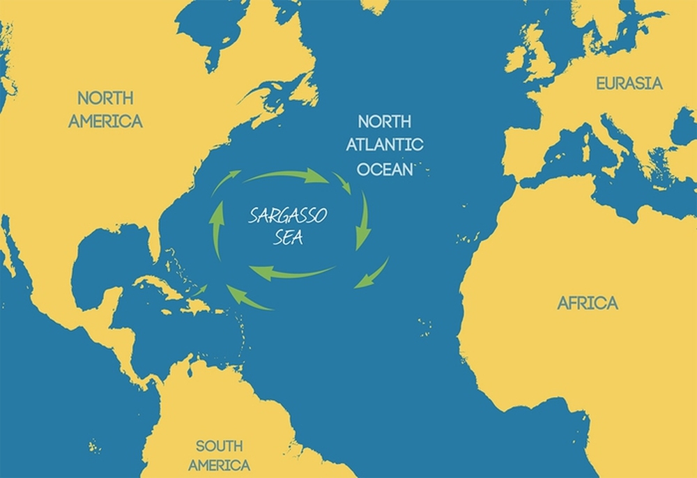 Vì sao biển Sargasso được các nhà khoa học gọi là biển nghĩa địa? - Ảnh 2.