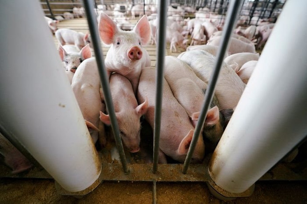 Khi nước Mỹ thừa lợn: Nỗi đau của người nông dân vì Trung Quốc quay xe quá nhanh - Ảnh 3.