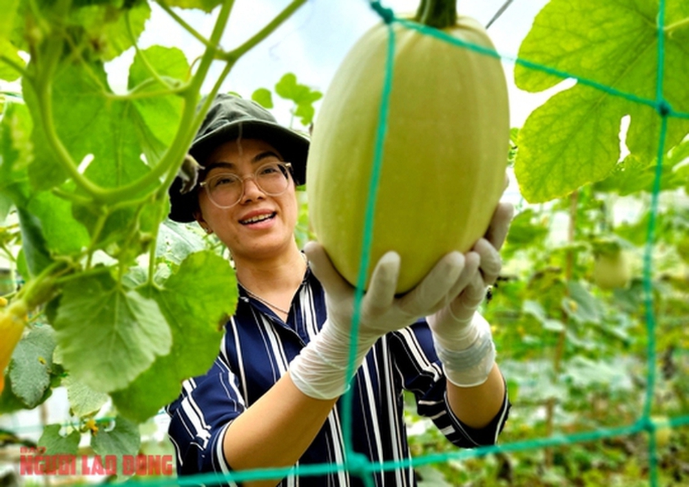 Thưởng thức quả bí sợi mì độc lạ ở Đà Lạt, trồng không đủ bán - Ảnh 4.