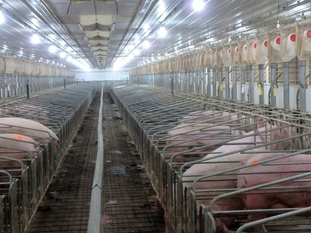 Khi nước Mỹ thừa lợn: Nỗi đau của người nông dân vì Trung Quốc quay xe quá nhanh - Ảnh 2.