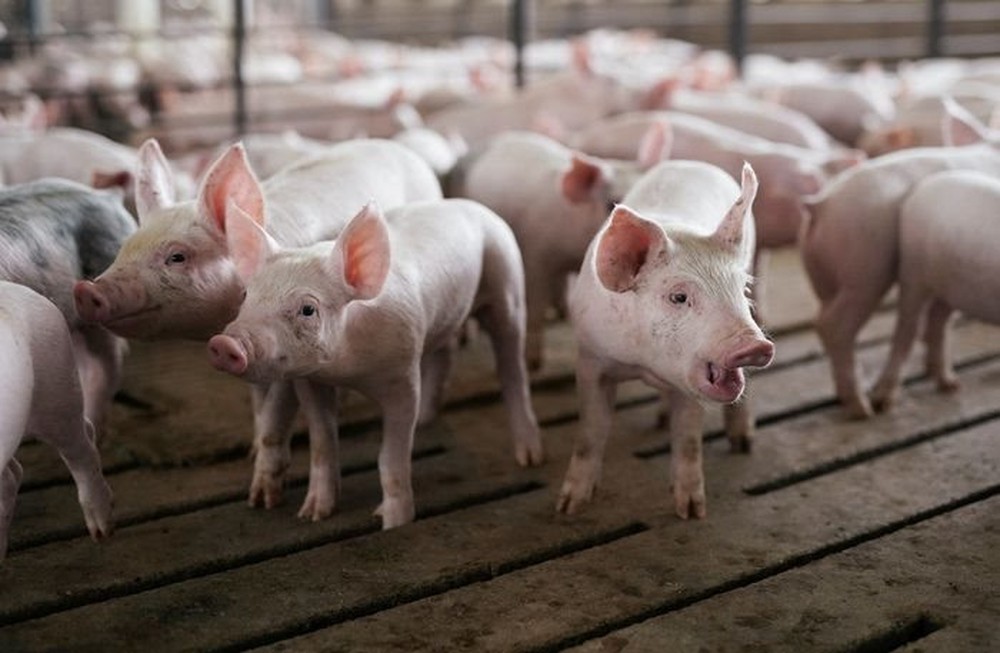 Khi nước Mỹ thừa lợn: Nỗi đau của người nông dân vì Trung Quốc quay xe quá nhanh - Ảnh 1.