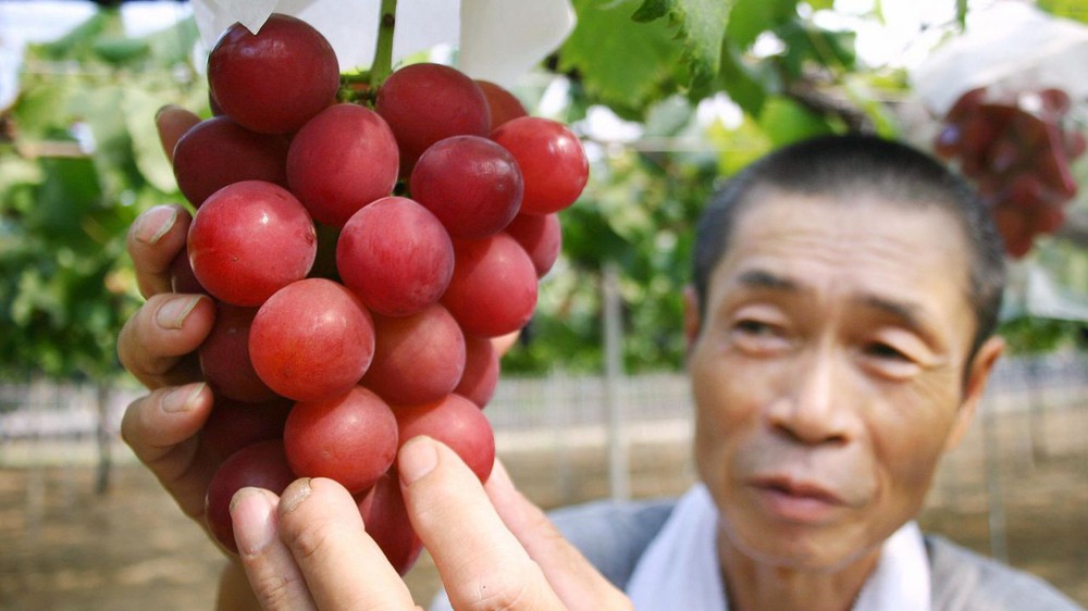Tại sao Nhật Bản có thể bán được trái cây với mức giá trên trời? Không tự nhiên mà cặp dưa giá bằng cả chiếc ô tô, 250 triệu đồng/chùm nho - Ảnh 2.