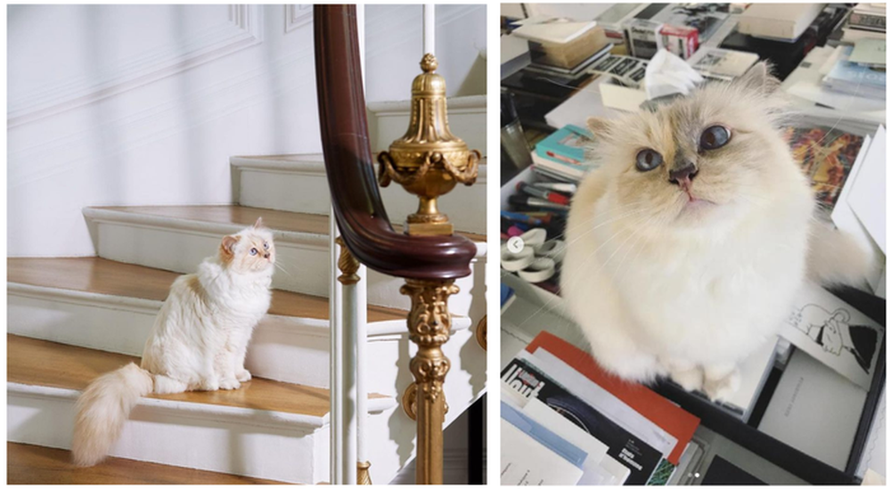 Choupette - mèo cưng của huyền thoại thời trang Karl Lagerfeld truyền cảm hứng khiến loạt sao chơi trội - Ảnh 5.