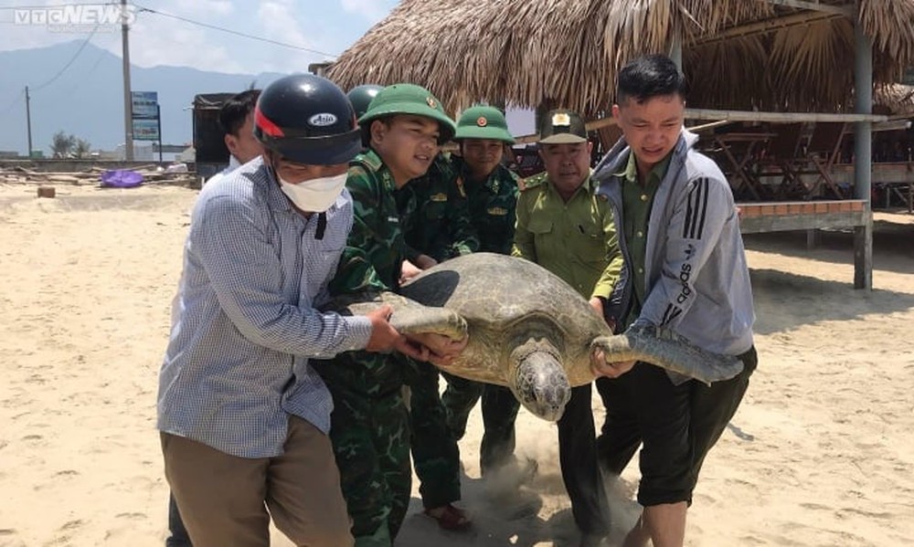 Rùa biển cực quý hiếm nặng 100kg bơi lạc vào khu vực đầm phá Thừa Thiên - Huế - Ảnh 1.