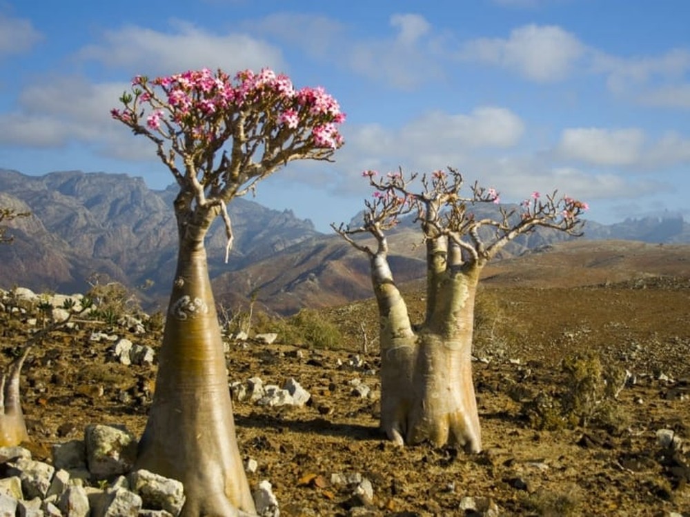 Đảo Socotra độc lạ nhất ở Ấn Độ Dương, được ví như công viên kỷ Jura viễn tưởng - Ảnh 4.