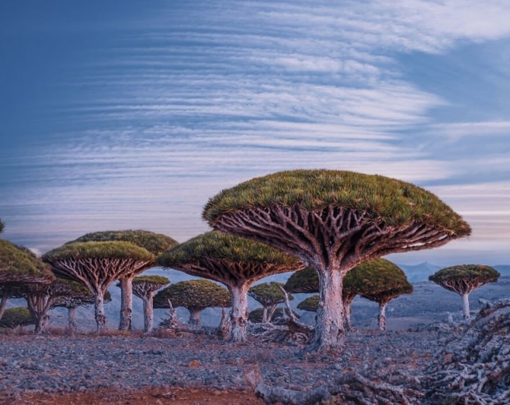 Đảo Socotra độc lạ nhất ở Ấn Độ Dương, được ví như công viên kỷ Jura viễn tưởng - Ảnh 2.