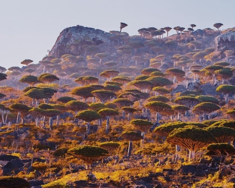Đảo Socotra độc lạ nhất ở Ấn Độ Dương, được ví như công viên kỷ Jura viễn tưởng - Ảnh 1.