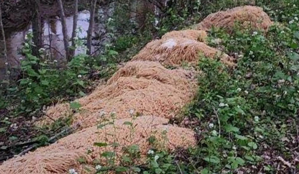 Núi mì nấu chín xuất hiện bí ẩn trong rừng ở Mỹ - Ảnh 1.