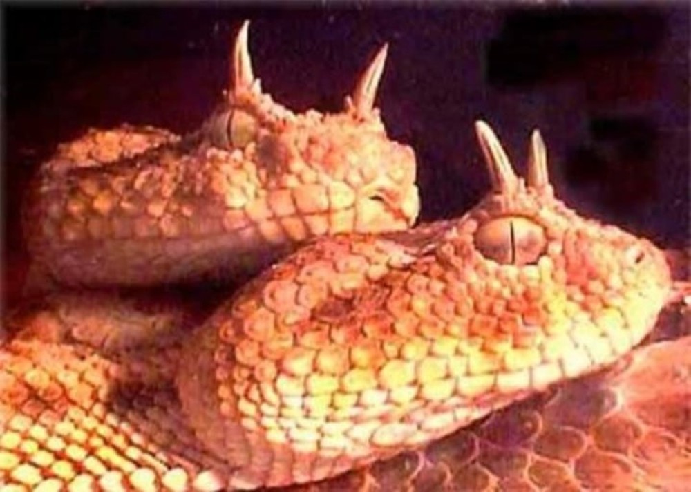 Hình ảnh kì lạ về loài rắn có đôi mắt to nhất thế giới - Ảnh 5.