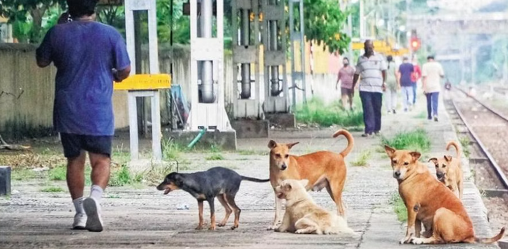 Vì sao chó bỗng trở thành mối nguy hại mới tại Ấn Độ? - Ảnh 8.