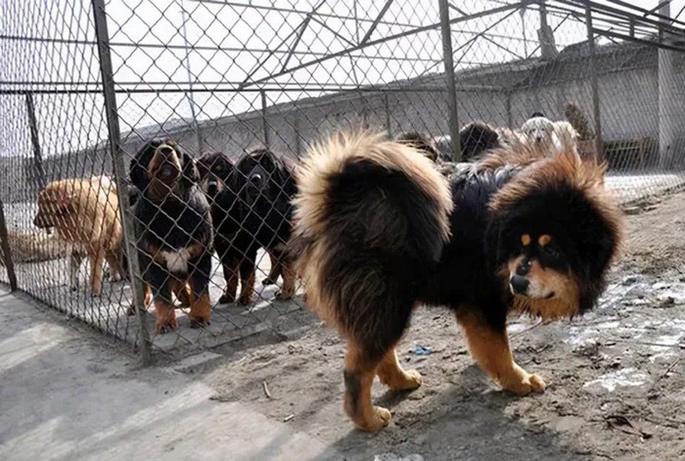 Bi kịch của chó ngao Tây Tạng - Ảnh 8.