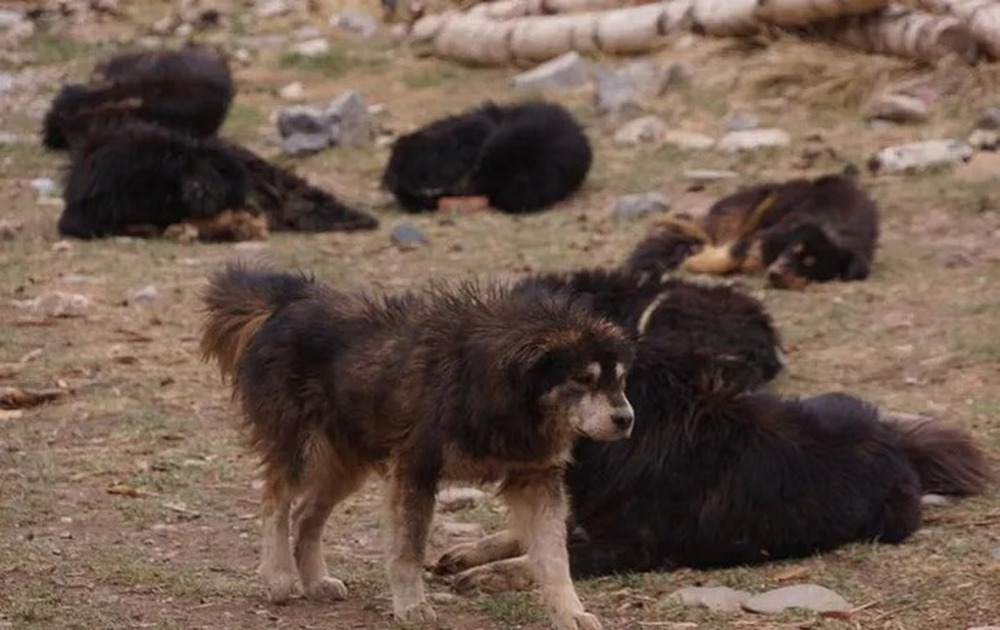 Bi kịch của chó ngao Tây Tạng - Ảnh 1.