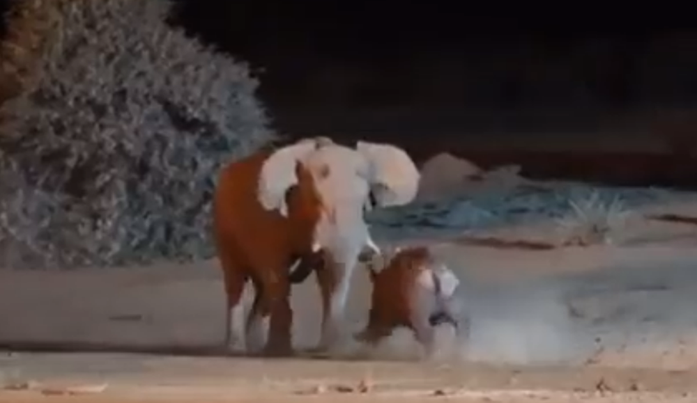 Video giao tranh ác liệt giữa hai gã khổng lồ voi và tê giác - Ảnh 1.