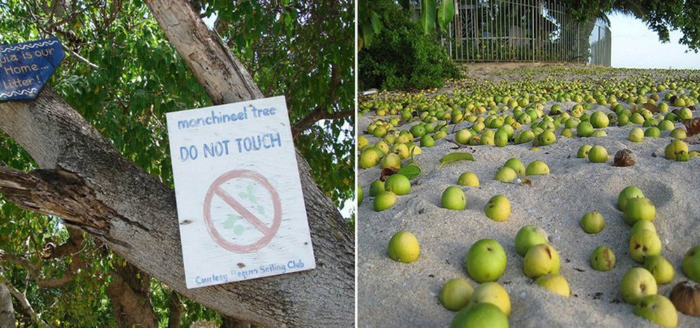 Tại sao Manchineel được coi là loài cây sát thủ? - Ảnh 11.