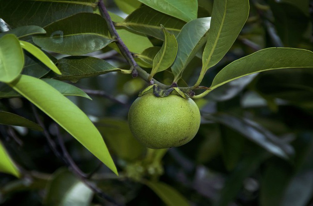 Tại sao Manchineel được coi là loài cây sát thủ? - Ảnh 4.