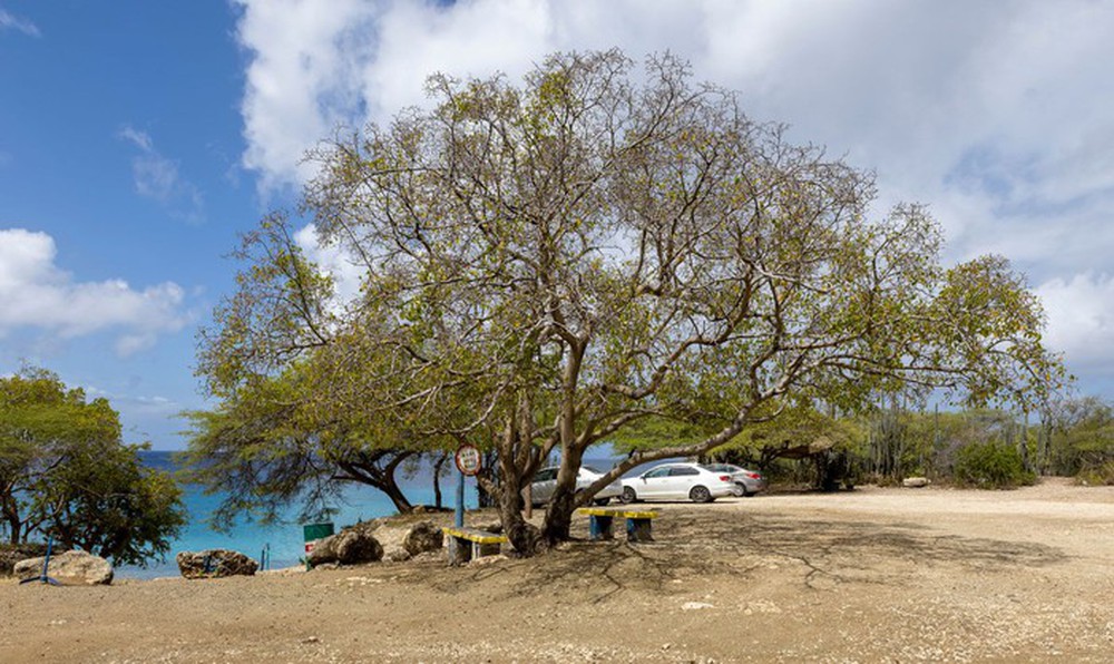 Tại sao Manchineel được coi là loài cây sát thủ? - Ảnh 1.