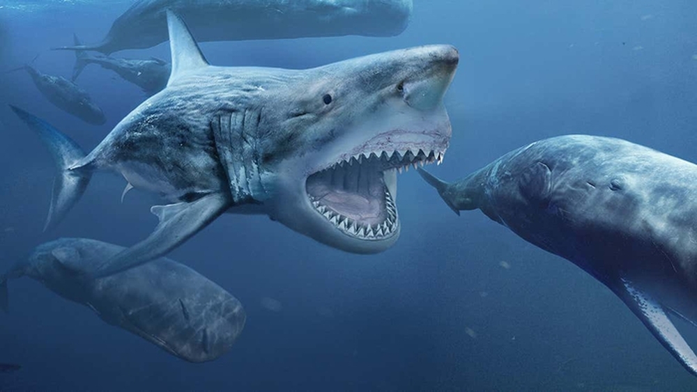 Điều gì sẽ xảy ra nếu cá mập Megalodon chiến đấu với loài trăn khổng lồ Titanoboa? - Ảnh 6.