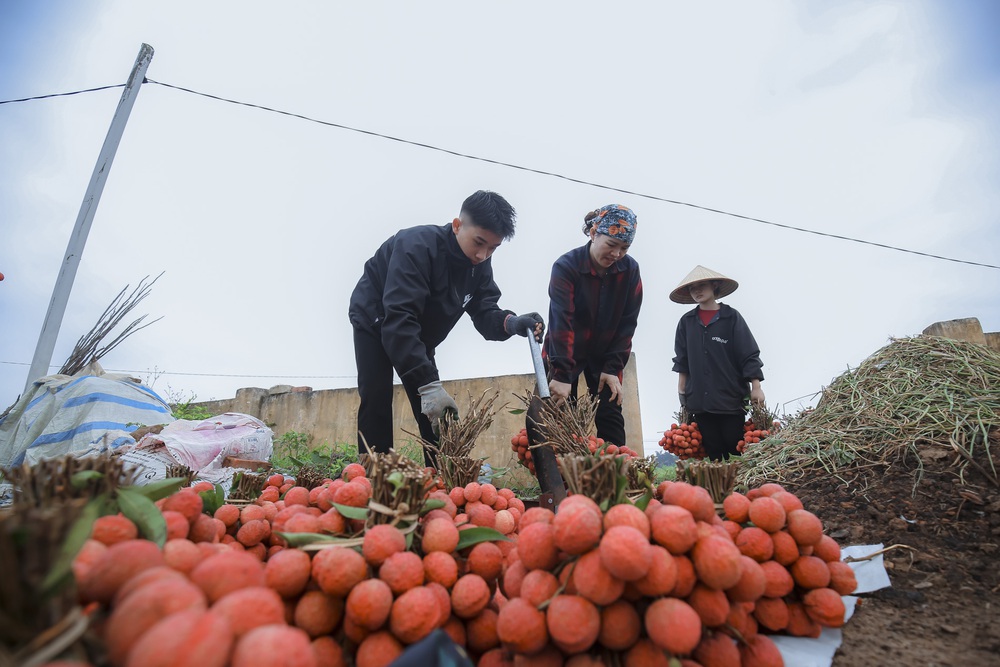 Chùm ảnh: Người dân Bắc Giang trắng đêm soi đèn thu hoạch vải thiều, nô nức chở đi bán từ tờ mờ sáng - Ảnh 10.